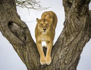 Lion (Panthera leo), female in fork of tree. Serengeti National Park, Serengeti, Tanzania Lion (Panthera leo), female in fork of tree. Serengeti National Park, Serengeti, Tanzania