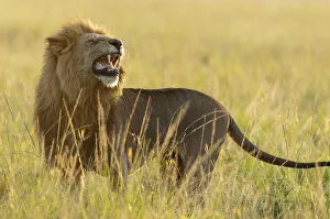 Lion (Panthera leo) male smelling, flehmen response, Masai-Mara Game Reserve, Kenya Lion (Panthera leo) male smelling, flehmen response, Masai-Mara Game Reserve, Kenya