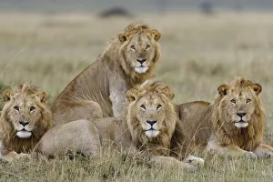 Lion (Panthera leo) males resting, Masai-Mara Game Reserve, Kenya. Vulnerable species Lion (Panthera leo) males resting, Masai-Mara Game Reserve, Kenya. Vulnerable species