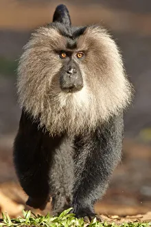 Lion-tailed macaque (Macaca silenus), dominant male, Anaimalai Mountain Range Lion-tailed macaque (Macaca silenus), dominant male, Anaimalai Mountain Range