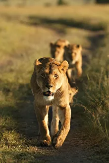 Lioness leading pride {Panthera leo} Masai Mara, Kenya, Africa Lioness leading pride {Panthera leo} Masai Mara, Kenya, Africa