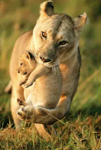 Lioness (Panthera leo) carrying her cub, Masai-Mara Game Reserve, Kenya Lioness (Panthera leo) carrying her cub, Masai-Mara Game Reserve, Kenya