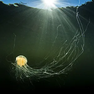 Lions mane jellyfish (Cyanea capillata) with feeding tentacles spread swimming Lions mane jellyfish (Cyanea capillata) with feeding tentacles spread swimming