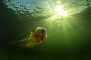 Lions mane jellyfish (Cyanea capillata) drifts in the current off Nova Scotia, Canada Lions mane jellyfish (Cyanea capillata) drifts in the current off Nova Scotia, Canada