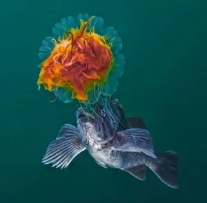 Lion's Mane Jellyfish (Cyanea capillata) with Blue rockfish (Sebastes mystinus Lion's Mane Jellyfish (Cyanea capillata) with Blue rockfish (Sebastes mystinus