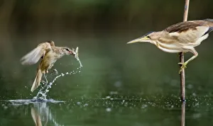 Little bittern (Ixobrychus minutus) watching Great warbler (Acrocephalus arundinaceus) with prey Little bittern (Ixobrychus minutus) watching Great warbler (Acrocephalus arundinaceus) with prey
