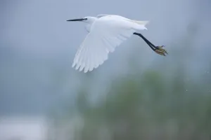 Little egret (Egretta garzetta) in flight, Lake Belau, Moldova, June Little egret (Egretta garzetta) in flight, Lake Belau, Moldova, June