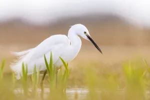 Little egret (Egretta garzetta) hunting in marshland, Suffolk. March Little egret (Egretta garzetta) hunting in marshland, Suffolk. March