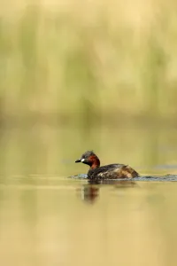 Little grebe (Tachybaptus ruficollis) on lake, Surrey, England, UK, April Little grebe (Tachybaptus ruficollis) on lake, Surrey, England, UK, April