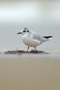 Little gull (Larus / Hydrocoloeus minutus) Cromer, Norfolk, UK, August Little gull (Larus / Hydrocoloeus minutus) Cromer, Norfolk, UK, August
