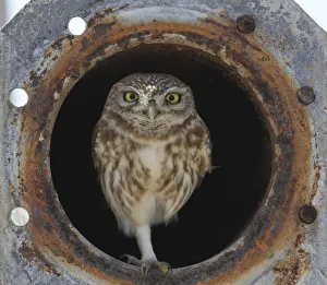 Little owl (Athene noctua) in old irrigation pipe, Oman, December Little owl (Athene noctua) in old irrigation pipe, Oman, December
