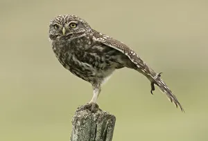 Little owl (Athene noctua) perched on a fence post, stretching its wings, Castro Verde Little owl (Athene noctua) perched on a fence post, stretching its wings, Castro Verde