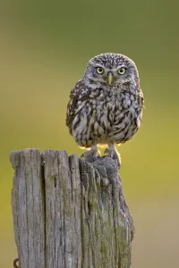 Little Owl (Athene noctua) perched on post. Wales, UK, June Little Owl (Athene noctua) perched on post. Wales, UK, June