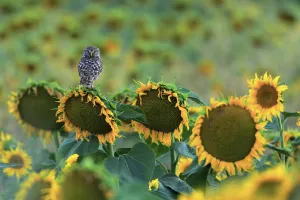 Little owl (Athene noctua) perched on sunflower, Cadiz, Andalusia, Spain, July Little owl (Athene noctua) perched on sunflower, Cadiz, Andalusia, Spain, July
