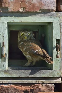 Little owl (Athene noctua) perched in wall. Danube Delta, Romania. May Little owl (Athene noctua) perched in wall. Danube Delta, Romania. May
