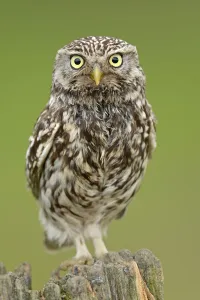 Little Owl (Athene noctua) portrait on post. Wales, UK, June Little Owl (Athene noctua) portrait on post. Wales, UK, June