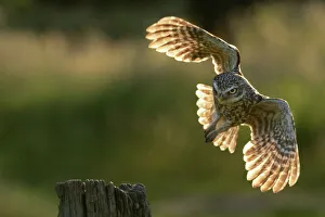 Little Owl (Athene noctua) taking flight from a post. Wales, UK, June Little Owl (Athene noctua) taking flight from a post. Wales, UK, June
