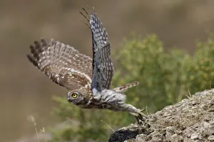 Little owl (Athene noctua) taking off, Bagerova Steppe, Kerch Peninsula, Crimea, Ukraine Little owl (Athene noctua) taking off, Bagerova Steppe, Kerch Peninsula, Crimea, Ukraine
