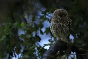 Little owl (Athene noctua) taking shelter from the rain, Arcos de la Frontera Little owl (Athene noctua) taking shelter from the rain, Arcos de la Frontera