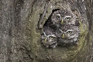 Three Little owls (Athene noctua) looking out of a nest hole, Cumbria, UK, August Three Little owls (Athene noctua) looking out of a nest hole, Cumbria, UK, August