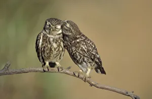 Little owls courtship {Athene noctua} Spain Little owls courtship {Athene noctua} Spain