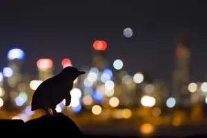 Little penguin (Eudyptula minor) standing on rock, silhouetted by Melbourne city lights Little penguin (Eudyptula minor) standing on rock, silhouetted by Melbourne city lights
