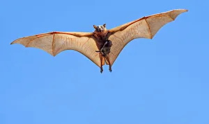 Little red flying fox (Pteropus scapulatus) female and suckling baby in flight, searching Little red flying fox (Pteropus scapulatus) female and suckling baby in flight, searching