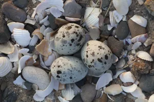 Little tern (Sterna albifrons) three eggs in nest scrape, County Wicklow, Ireland, June Little tern (Sterna albifrons) three eggs in nest scrape, County Wicklow, Ireland, June