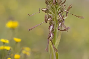 Lizard orchid (Himantoglossum hircinum) Gargano National Park, Gargano Peninsula Lizard orchid (Himantoglossum hircinum) Gargano National Park, Gargano Peninsula