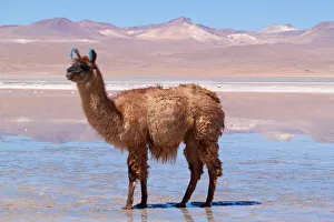 Llama standing in mud at the edge of Laguna Colorada, Bolivia Llama standing in mud at the edge of Laguna Colorada, Bolivia