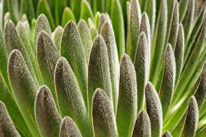 Lobelia (Lobelia deckenii) close up of leaves, alpine species of lobelia that lives on Kilimanjaro Lobelia (Lobelia deckenii) close up of leaves, alpine species of lobelia that lives on Kilimanjaro