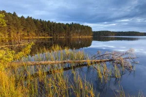 Loch Garten and surrounding pine forest in morning light, Abernethy, Cairngorms National Park Loch Garten and surrounding pine forest in morning light, Abernethy, Cairngorms National Park