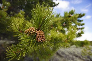 Lodgepole pine cones (Pinus contorta), Teton County, Wyoming, USA. May Lodgepole pine cones (Pinus contorta), Teton County, Wyoming, USA. May