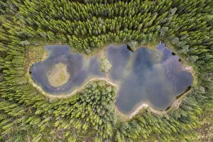 Lodgepole pine (Pinus contorta) trees, a non-native species, surrounding Lochan nan Geadas, Cairngorms National Park Lodgepole pine (Pinus contorta) trees, a non-native species, surrounding Lochan nan Geadas, Cairngorms National Park