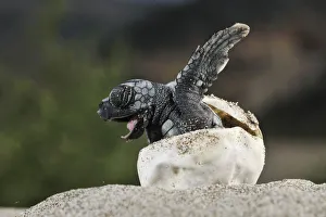 Loggerhead sea turtle (Caretta caretta) emerging from shell, Dalyan delta, Turkey, July Loggerhead sea turtle (Caretta caretta) emerging from shell, Dalyan delta, Turkey, July
