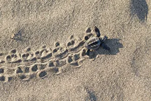 Loggerhead turtle (Caretta caretta) hatchling running to the sea, lycian coast Loggerhead turtle (Caretta caretta) hatchling running to the sea, lycian coast