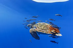 Loggerhead turtle (Caretta caretta) accompanied by pilotfish (Naucrates ductor Loggerhead turtle (Caretta caretta) accompanied by pilotfish (Naucrates ductor