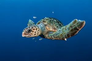Loggerhead turtle (Caretta caretta) with small fish, Los Gigantes, South Tenerife Loggerhead turtle (Caretta caretta) with small fish, Los Gigantes, South Tenerife