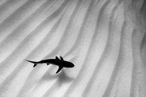 Images Dated 17th March 2006: A lone Caribbean reef shark (Carcharhinus perezi) cruises over sand ripples