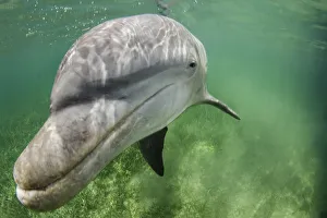 Lone male Bottlenose dolphin (Tursiops truncatus) in shallow water over seagrass Lone male Bottlenose dolphin (Tursiops truncatus) in shallow water over seagrass