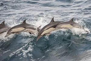 Long beaked common dolphin (Delphinus capensis) pod porpoising Baja California, Mexico Long beaked common dolphin (Delphinus capensis) pod porpoising Baja California, Mexico