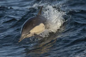 Long-beaked common dolphin (Delphinus capensis) off the coast of California Long-beaked common dolphin (Delphinus capensis) off the coast of California