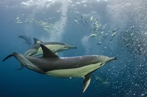 Long-beaked common dolphins (Delphinus capensis) feeding in Sardines, (Sardinops Long-beaked common dolphins (Delphinus capensis) feeding in Sardines, (Sardinops