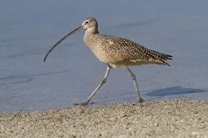 Long-Billed Curlew (Numenius americanus) hunting in sand for Fiddler Crabs while Long-Billed Curlew (Numenius americanus) hunting in sand for Fiddler Crabs while