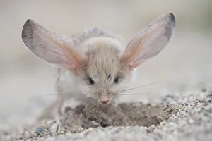Long-eared jerboa (Euchorentes naso) digging, South Gobi Desert, Mongolia. June Long-eared jerboa (Euchorentes naso) digging, South Gobi Desert, Mongolia. June