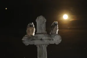 Long eared owl (Asio otus) chicks perched on a cross, with the moon, in the background Long eared owl (Asio otus) chicks perched on a cross, with the moon, in the background