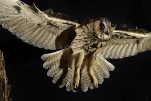 Long eared owl (Asio otus) in flight, taking off from oak tree snag Long eared owl (Asio otus) in flight, taking off from oak tree snag