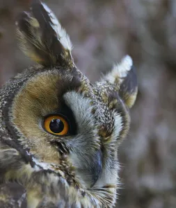 Long-eared owl (Asio otus), Hungary, January Long-eared owl (Asio otus), Hungary, January