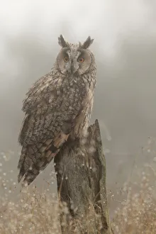 Long-eared owl (Asio otus) on pine tree stump, North Yorkshire, captive, UK Long-eared owl (Asio otus) on pine tree stump, North Yorkshire, captive, UK
