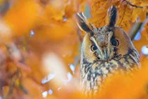 Long-eared owl (Asio otus) portrait, roosting in tree in autumn, The Netherlands Long-eared owl (Asio otus) portrait, roosting in tree in autumn, The Netherlands
